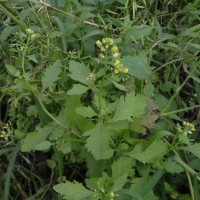 Rorippa indica (L.) Hiern